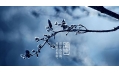 今日霜降 | 一年補(bǔ)透透，不如補(bǔ)霜降